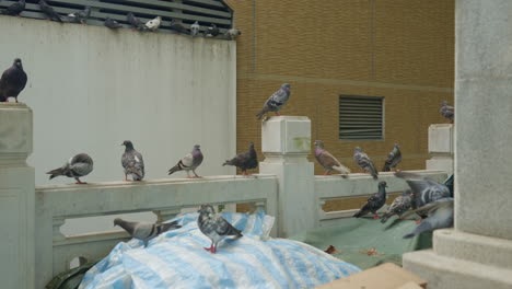 Hungrige-Tauben-Thronten-Auf-Dem-Dach-Eines-Wohngebäudes-In-Der-Republik-Hongkong,-China