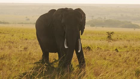 Elephant-Matriarch,-Beautiful-African-Wildlife-Animals-in-Africa-in-Masai-Mara-National-Reserve-on-Safari-in-Kenya,-Steadicam-Gimbal-Tracking-Panning-Shot-Following-Elephants