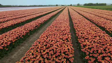 Long-orange-colored-tulip-fields-on-a-sunny-day-in-Holland