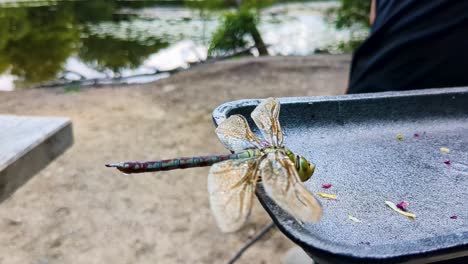 4K-60FPS-Dragonfly-Drying-its-Wings-in-the-Sun-Near-a-Forest-Lake