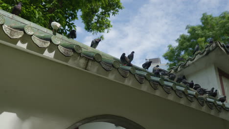 Zeitlupe---Tiefwinkelansicht-Von-Vögeln,-Die-Auf-Einem-Traditionellen-Chinesischen-Dach-Sitzen