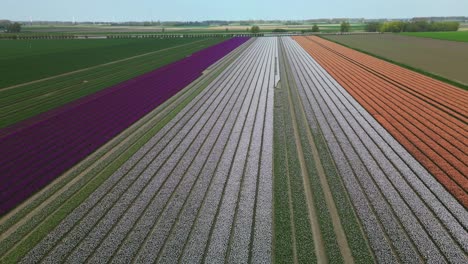 Campos-De-Tulipanes-De-Color-Púrpura,-Blanco-Y-Naranja-En-Los-Países-Bajos