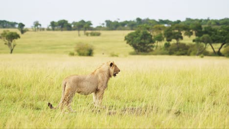 Wide-open-Masai-Mara-savannah,-lion-walking-through-searching-for-prey,-predator-looking-to-hunt,-African-Wildlife-ecosystem-protection-in-Maasai-Mara-National-Reserve,-Kenya,-Africa-Safari-Animals