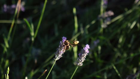 Wasps-are-collecting-pollen-from-a-lavender-flower-in-slow-motion