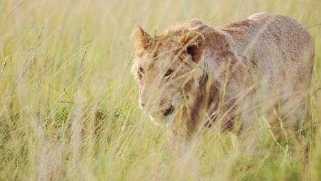 Slow-Motion-of-Africa-Wildlife-Animal-of-Lion-Hunting-Prowling-and-Walking-in-Long-Savanna-Grass,-African-Safari-Close-Up-in-Masai-Mara-National-Reserve-in-Kenya-in-Savannah-Grasses-from-Low-Angle