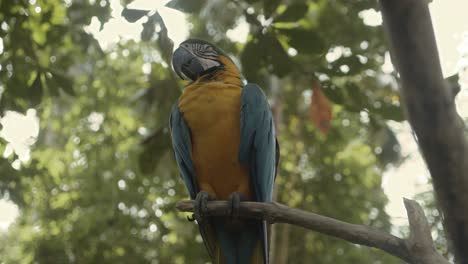 Macaw-Parrot-in-Asia-forest-falls-asleep,-eyes-closed