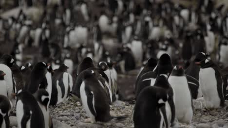 Colonia-De-Pingüinos-Papúa-En-Una-Ubicación-Remota-En-La-Antártida