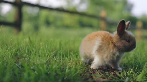 Baby-Rabbit-Eating-Green-Grass-In-Nature,-easter-Holiday