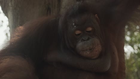 Amazon-Gimbal-Disparó-Alrededor-De-Un-Gran-Orangután-Comiendo-Fruta