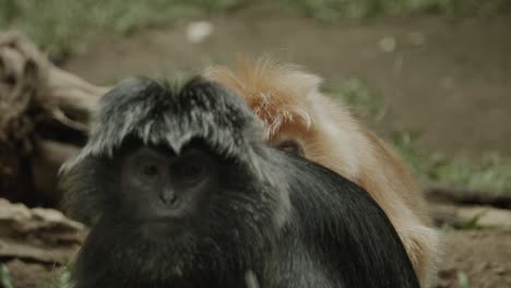 Two-langur-grooming-each-other-on-forest-floor-in-Asia