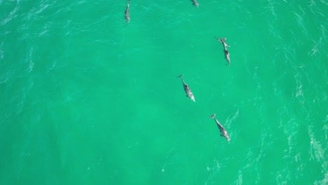 Eine-Gruppe-Von-Delfinen-Schwimmt-Am-Strand-Von-Cabarita,-Tweed-Shire,-Bogangar,-Northern-Rivers,-New-South-Wales,-Australien,-Aufnahme-Von-Oben-Nach-Unten