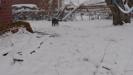 Snowing-on-first-day-of-spring-or-winter-throwing-toy-ball-with-playful-black-lab-dane-labradane-dog-near-camera-he-chases-toy-then-brings-it-back