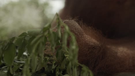 Großer-Orang-Utan-Männchen-Bewegt-Hände-Und-Füße-Im-Nest,-Extreme-Nahaufnahme