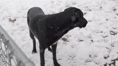 Es-Schneit-Und-Fällt-Am-Ersten-Tag-Des-Frühlings-Oder-Winters.-Blick-Auf-Den-Schwarzen-Labradorhund-Labradane-Auf-Der-Anderen-Seite-Des-Maschendrahtzauns,-Während-Der-Hund-Zurück-In-Die-Kamera-Blickt