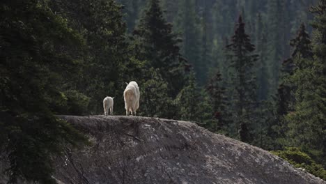 Female-mountain-goat-and-kid-walking-away-over-a-hill-in-Jasper-National-Park