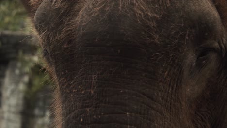 Asiatischer-Elefant-Bewegt-Seinen-Kopf-Von-Links-Nach-Rechts-Und-Schüttelt-Dabei-Die-Ohren,-Um-Sich-Abzukühlen