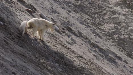 Mountain-goats-on-side-of-hill-in-Jasper-National-Park