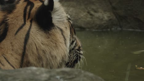 Der-Große-Tiger,-Der-Von-Der-Kamera-Wegschaut,-Scheint-Im-Wasser-Zu-Sein