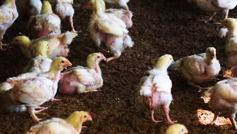 Partially-feathered-genetically-raised-poultry-chicks-livestock-walking-around-dirt-barn-flooring