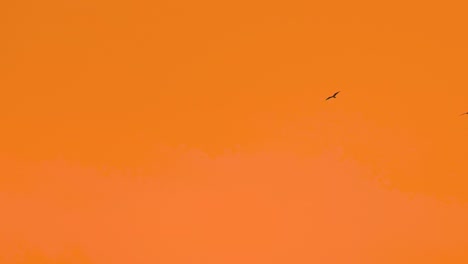 Silhouette-Von-Vögeln,-Die-Gegen-Den-Leuchtend-Orangefarbenen-Himmel-Fliegen