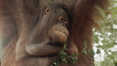 Stable-gimbal-shot-around-orangutan-in-tree