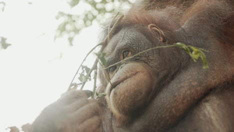 Semi-wild-orangutan-in-Borneo-picking-fruits-from-branch