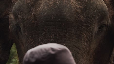 Elefant-Starrt-In-Die-Kamera,-Schüttelt-Die-Ohren,-Während-Er-Den-Kopf-Bewegt