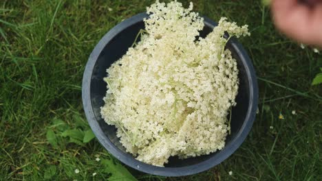 Collecting-elderflower-into-a-bowl-standing-in-grass,-high-angle-shot