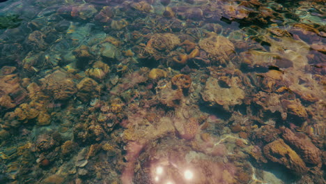 Cinematic-SloMo-shot-of-corals-peaking-through-the-water-surface-in-the-Philippines,-Asia,-120-FPS