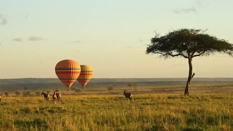 Hot-air-balloon-ride-flight-flying-over-African-wildlife-at-sunset,-Adventure-holiday-vacation-in-Maasai-Mara-National-Reserve,-Kenya,-Africa-Safari-Animals-in-Masai-Mara-North-Conservancy