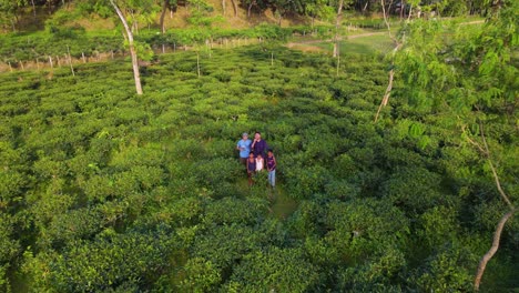 Khadimnagar-Teeplantage-Oder-Teefarm