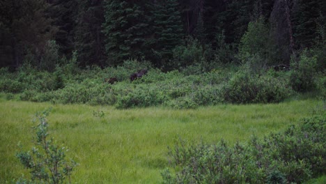 Mother-and-Baby-Moose-Walking-into-Forest-in-Colorado,-Cinematic-View-of-Wild-Moose-Alces-Alces-in-Meadow-Near-Boulder-Colorado