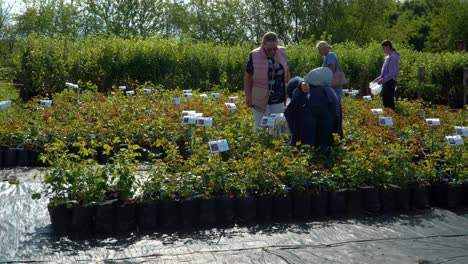 Menschen-Entscheiden-Sich-Auf-Dem-Sommergartenmarkt-Für-Rosenpflanzen