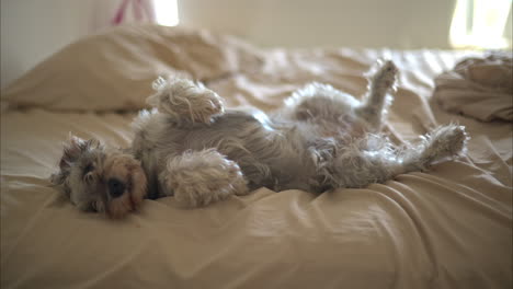Cute-lazy-grey-schnauzer-dog-looking-to-the-camera-lying-on-its-back-belly-up-on-a-messy-bed-with-beige-sheets