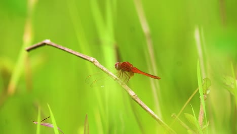 Close-up-macro-shot-of-a-red-dragonfly-resting-in-grass