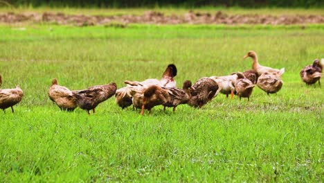Rouen-Clair-Domesticated-or-Mallard-Ducks-cleaning-themselves-at-a-poultry-farm-of-rural-Bangladesh