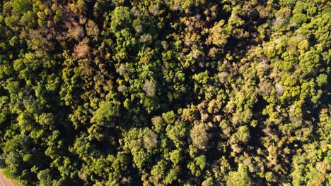 Top-down-drone-shot-of-rainforest-in-Misiones,-Argentina-with-country-road-and-small-river