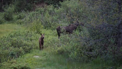 Moose-Mother-and-Young-Calf-Running-Away-in-Green-Meadow,-Wild-Moose-Starting-to-Run,-Colorado-Wildlife-Near-Eldorado-Ski-Resort