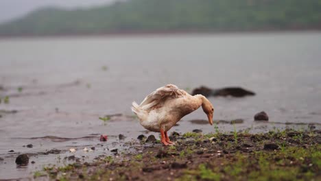 white-and-brown-colored-duck-is-standing-on-both-legs-and-spreading-both-wings-enjoying-the-wonderful-environment