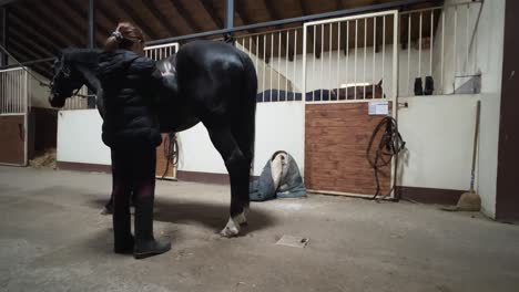 Indoor-stable-scene-of-cute-little-young-girl-brushing-black-horse-in-winter