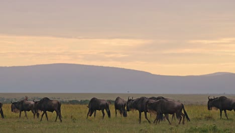 Manada-De-ñus-Gran-Migración-En-áfrica,-Caminatas-Por-Llanuras-Y-Sabana-Al-Atardecer-Bajo-Dramáticas-Nubes-Tormentosas-Y-Cielo-Al-Atardecer-Naranja-Con-Acacia-En-Sabana-En-Masai-Mara,-Kenia