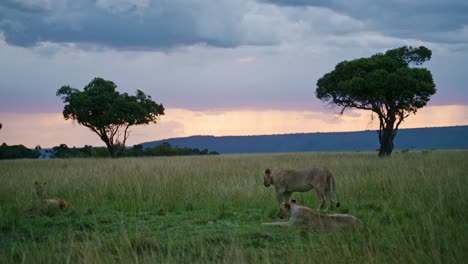 Hermoso-Paisaje-Al-Atardecer-Con-Un-Grupo-De-Leones-Acostados-Mirando-La-Increíble-Reserva-Nacional-De-Masai-Mara,-Kenia,-Animales-De-Safari-Africanos-En-La-Conservación-Del-Norte-De-Masai-Mara