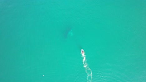 A-Boat-Follows-Two-Humpback-Whales-in-Cabarita-Beach,-Tweed-Shire,-Bogangar,-Northern-Rivers,-New-South-Wales,-Australia-Aerial-Shot