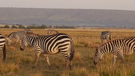 Cámara-Lenta-De-La-Manada-De-Cebras-Caminando-Y-Pastando-En-La-Sabana,-Animales-Africanos-En-El-Safari-De-Vida-Silvestre-De-áfrica-En-Maasai-Mara-En-Kenia-En-Masai-Mara-En-La-Hermosa-Luz-Del-Sol,-Tiro-Panorámico-De-Steadicam