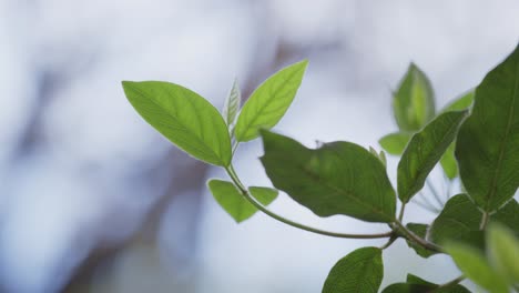 Closeup-of-green-plant-leaves-on-blurred-background-with-copy-space-on-left-side