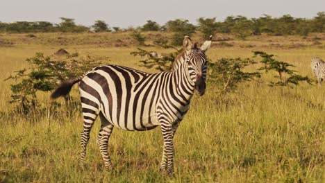 Zebra-Herd-in-Savannah,-Africa-Animals-on-African-Wildlife-Safari-in-Masai-Mara-in-Kenya-at-Maasai-Mara,-Grazing-Savanna-Grass-in-Beautiful-Golden-Hour-Sunset-Sun-Light-Steadicam-Tracking-Gimbal-Shot