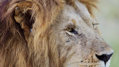Slow-Motion-of-Male-lion-eye-close-up-animal-detail,-African-Safari-Wildlife-in-Maasai-Mara-National-Reserve-in-Kenya,-Africa,-Masai-Mara-National-Park-in-Beautiful-Mara-North-Conservancy
