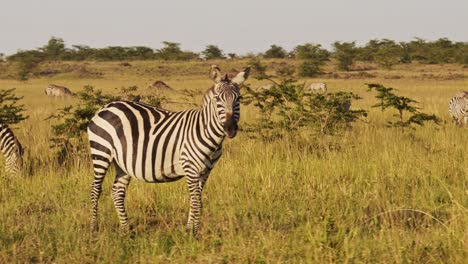Cámara-Lenta-De-Cebra-Masai-Mara,-Animales-Africanos-En-Un-Safari-De-Vida-Silvestre-En-Kenia-En-La-Reserva-Nacional-De-Masai-Mara,-Toma-De-Cardán-De-Seguimiento-De-Steadicam-Mirando-A-La-Cámara-Y-Pastando-Comiendo-Hierba