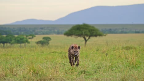 Hyena-walking-slowly-through-grasslands-hoping-for-food-to-scavenge,-African-Wildlife-in-Maasai-Mara-National-Reserve,-Kenya,-Africa-Safari-Animals-in-Masai-Mara-North-Conservancy