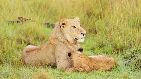 Cute-Lion-Cub-in-Africa,-Adorable-Lions-Caring-For-and-Looking-after-Baby,-Amazing-Animal-Behaviour-Showing-Affection,-African-Wildlife-Safari-Animals-Affectionate-Interacting-Animal-Behavior